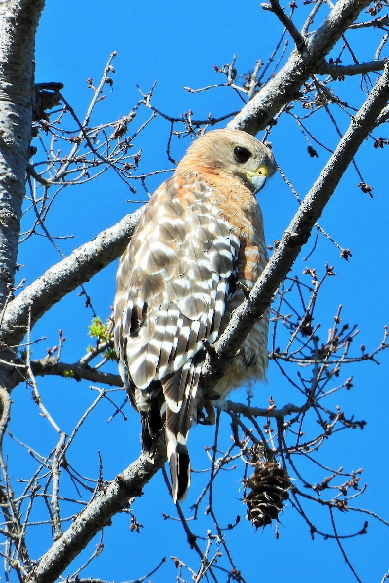 Red-shouldered Hawk - ML620240934