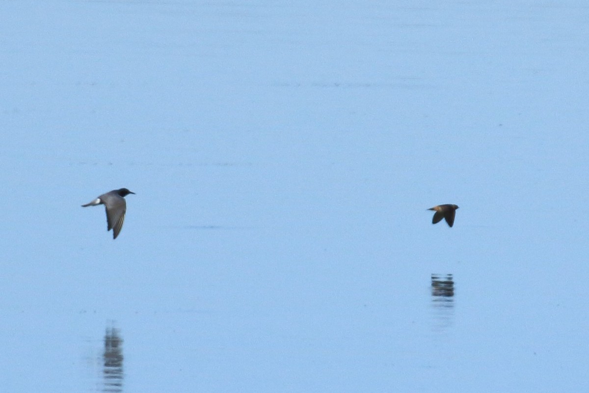 Black Tern - ML620240944