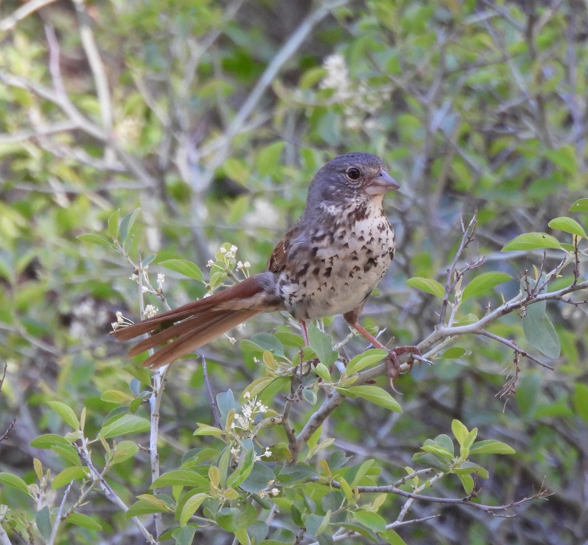 Fox Sparrow - ML620240945