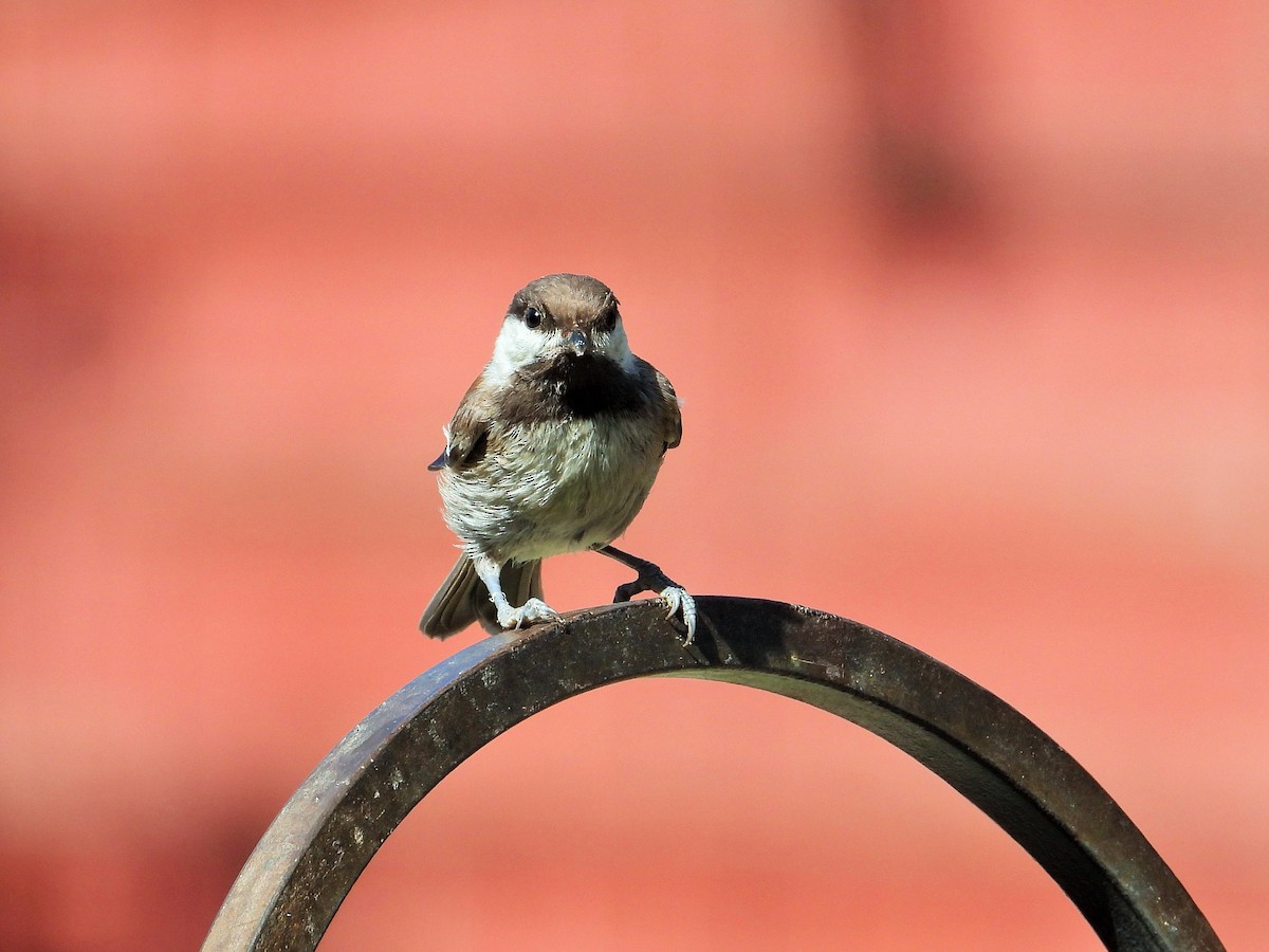 Chestnut-backed Chickadee - Carol Ann Krug Graves