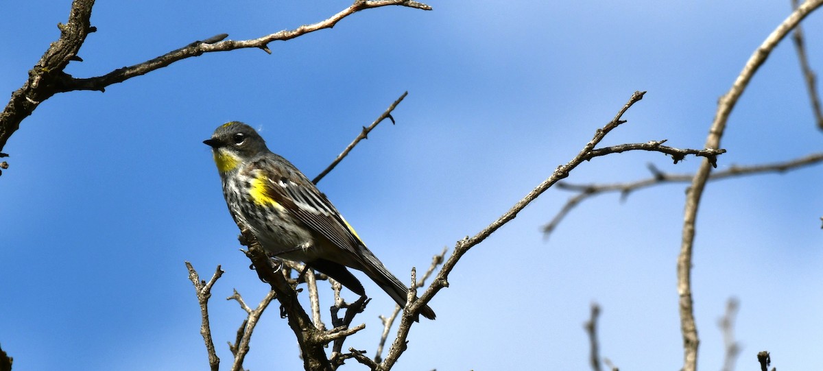 Yellow-rumped Warbler (Audubon's) - ML620240948