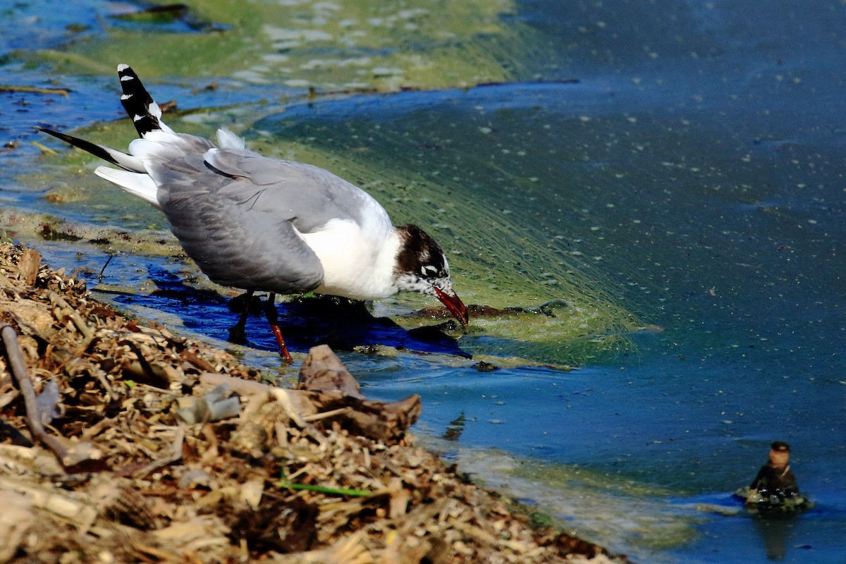 Franklin's Gull - ML620240957