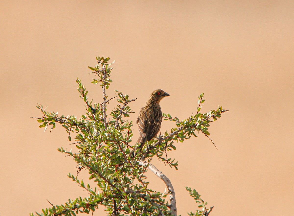 Rufous-tailed Plantcutter - Ada Rebolledo