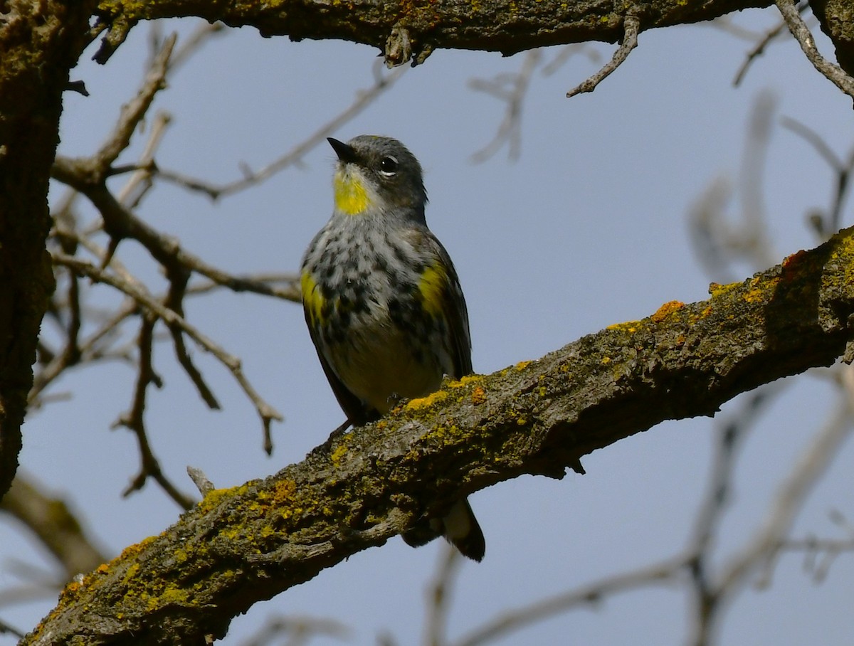 Yellow-rumped Warbler (Audubon's) - ML620240963