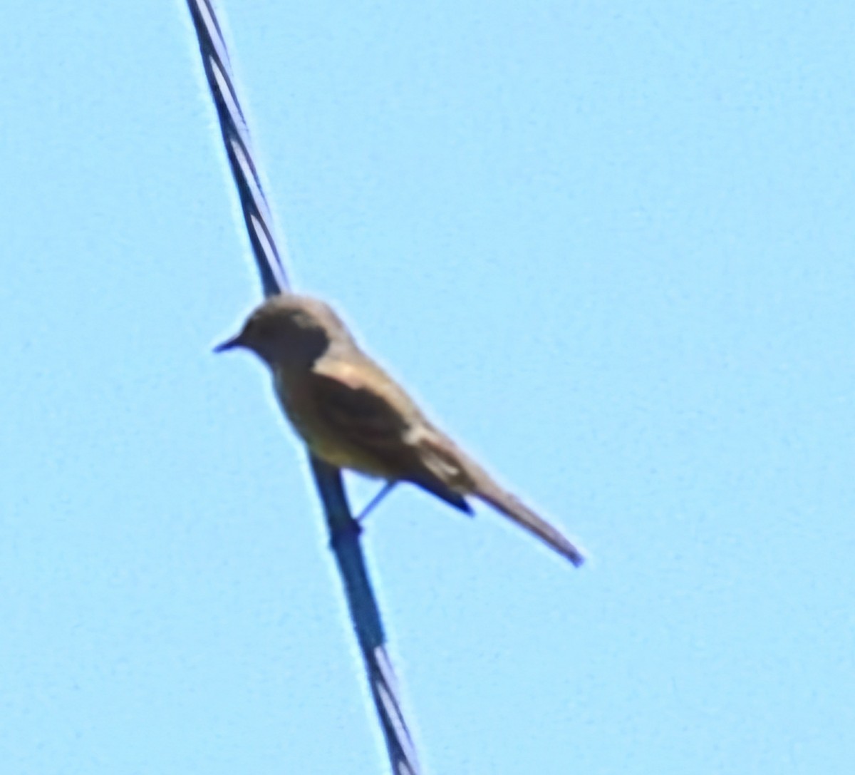 Willow Flycatcher - ML620240964