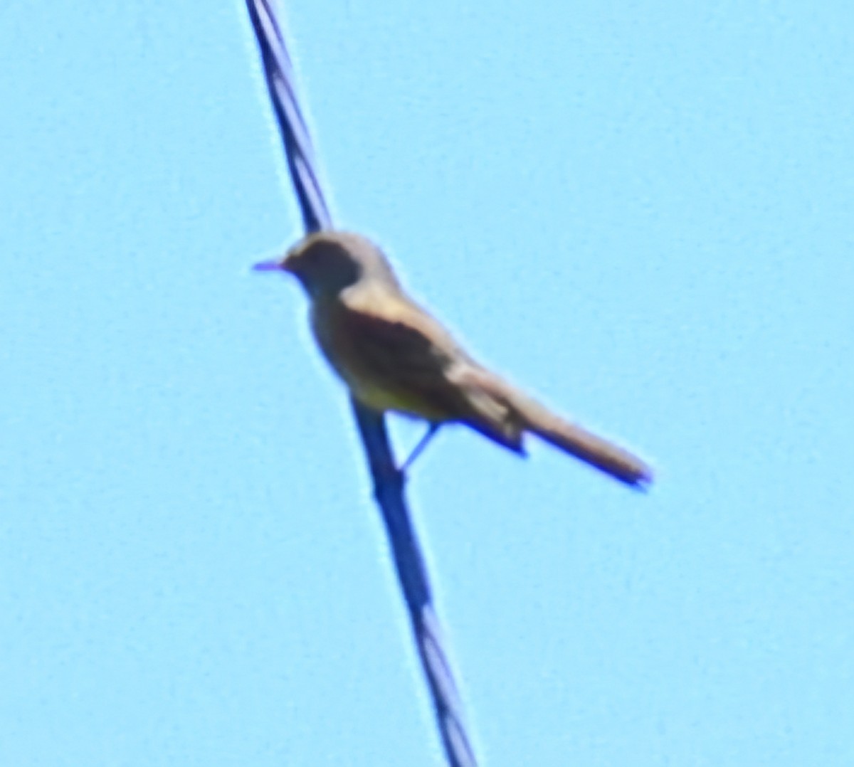 Willow Flycatcher - ML620240965