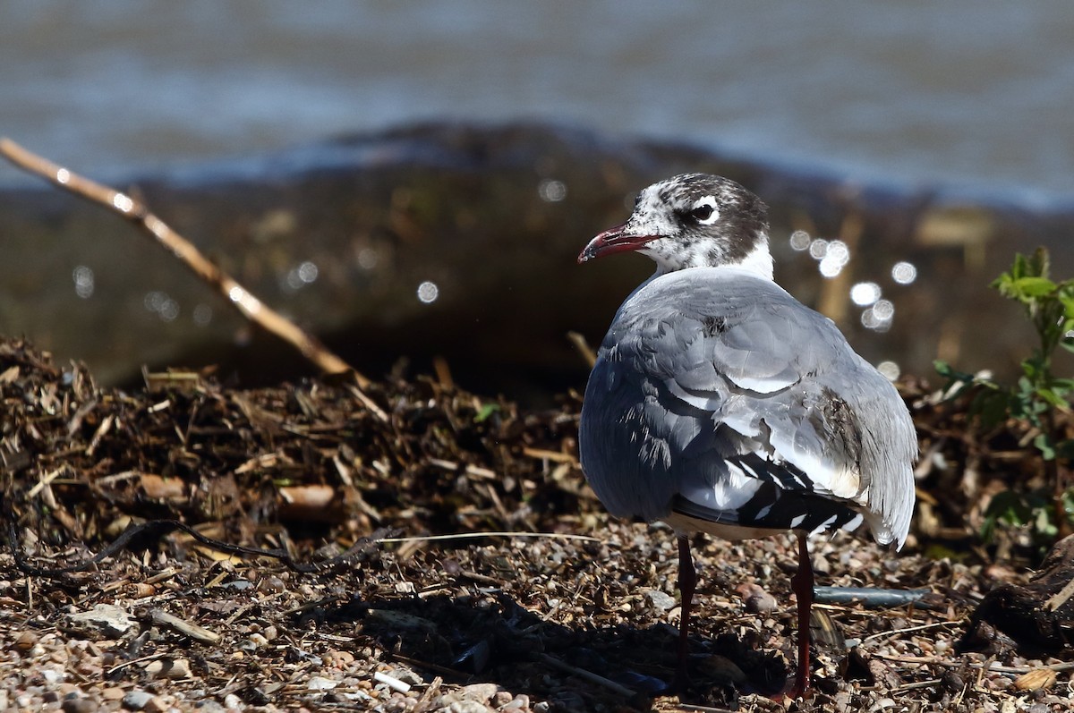 Franklin's Gull - ML620240966