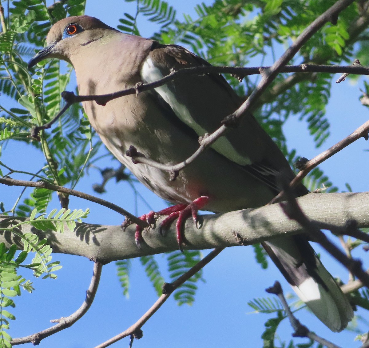 White-winged Dove - ML620240968