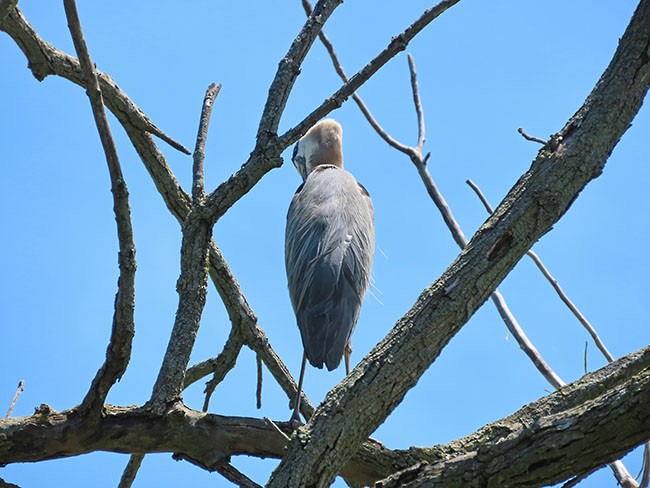 Great Blue Heron (Great Blue) - ML620240975