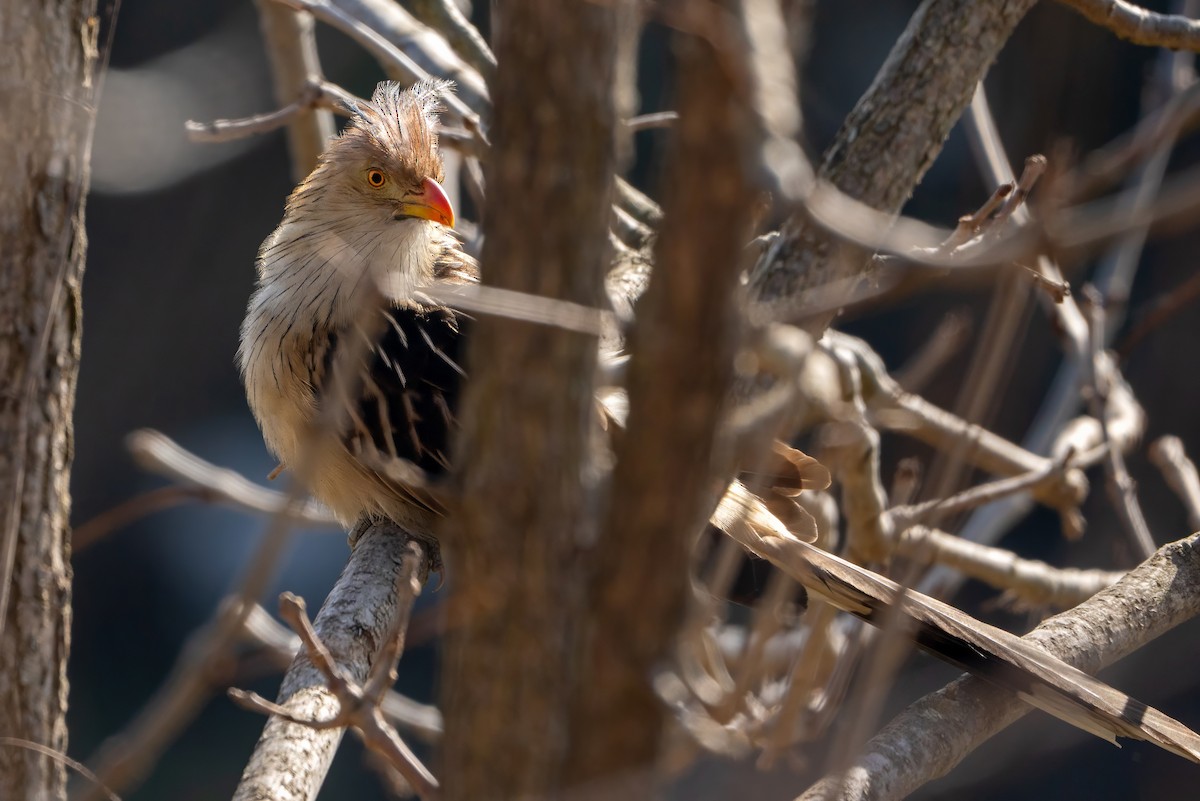 Guira Cuckoo - ML620240977