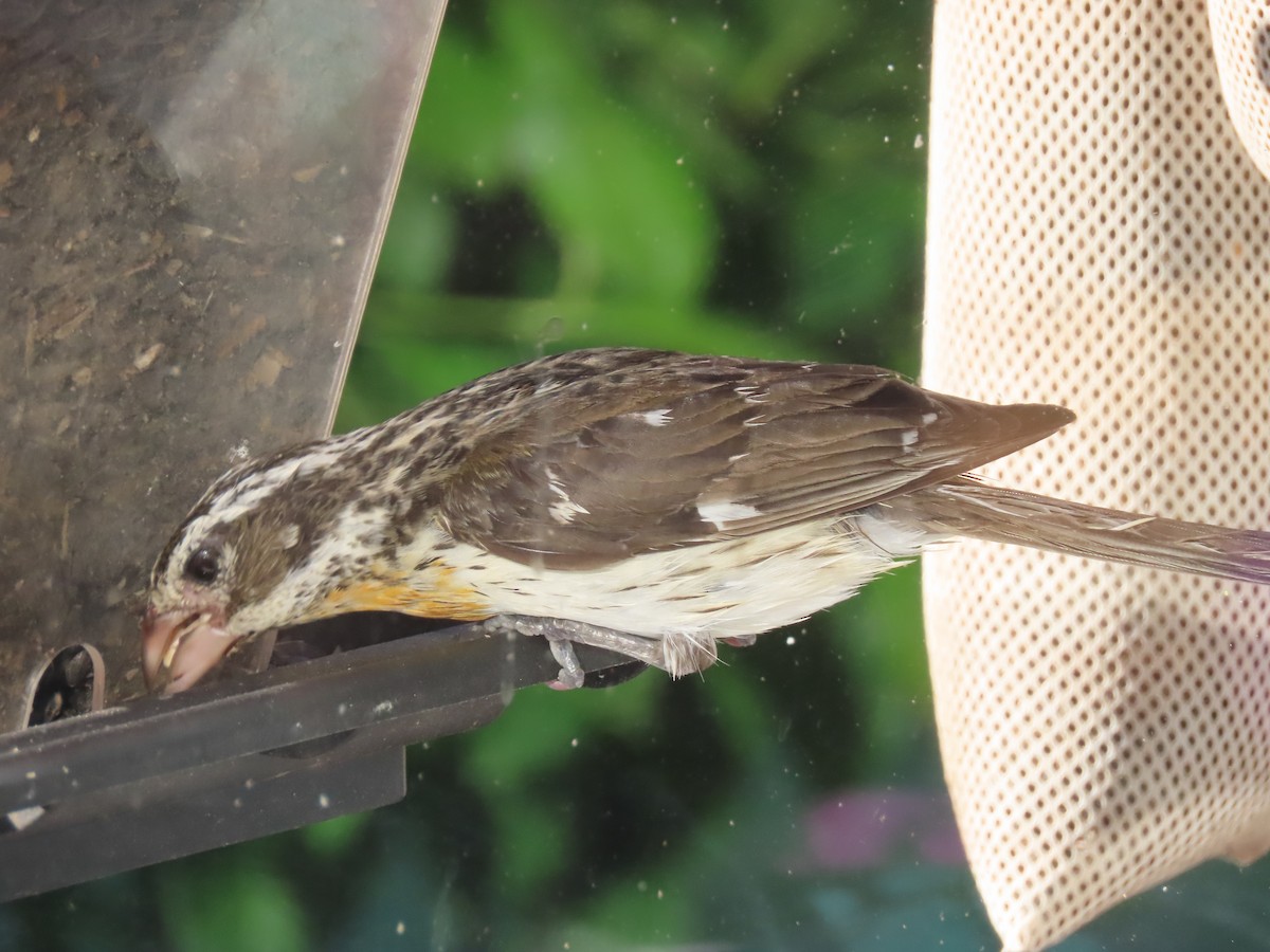 Rose-breasted Grosbeak - ML620240978