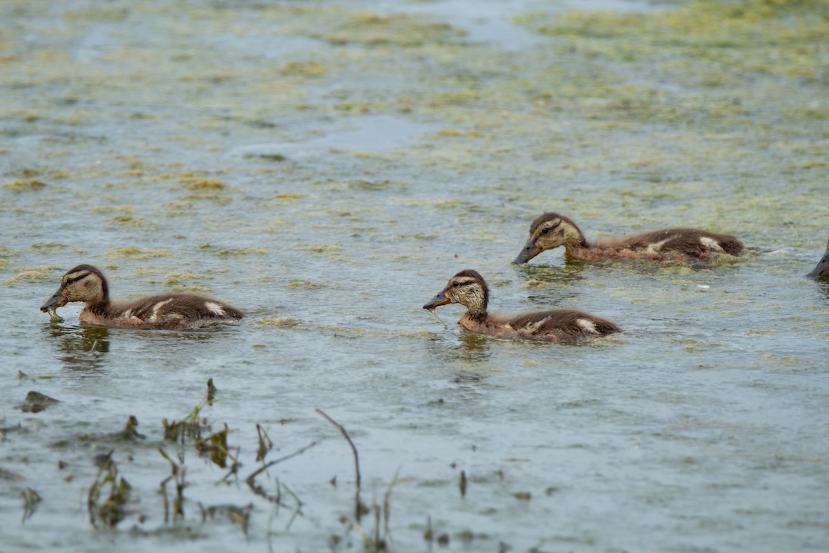 Canard colvert - ML620240985