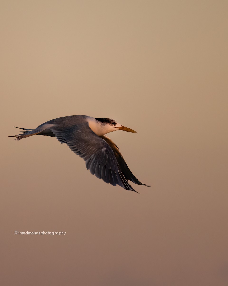 Great Crested Tern - ML620240988