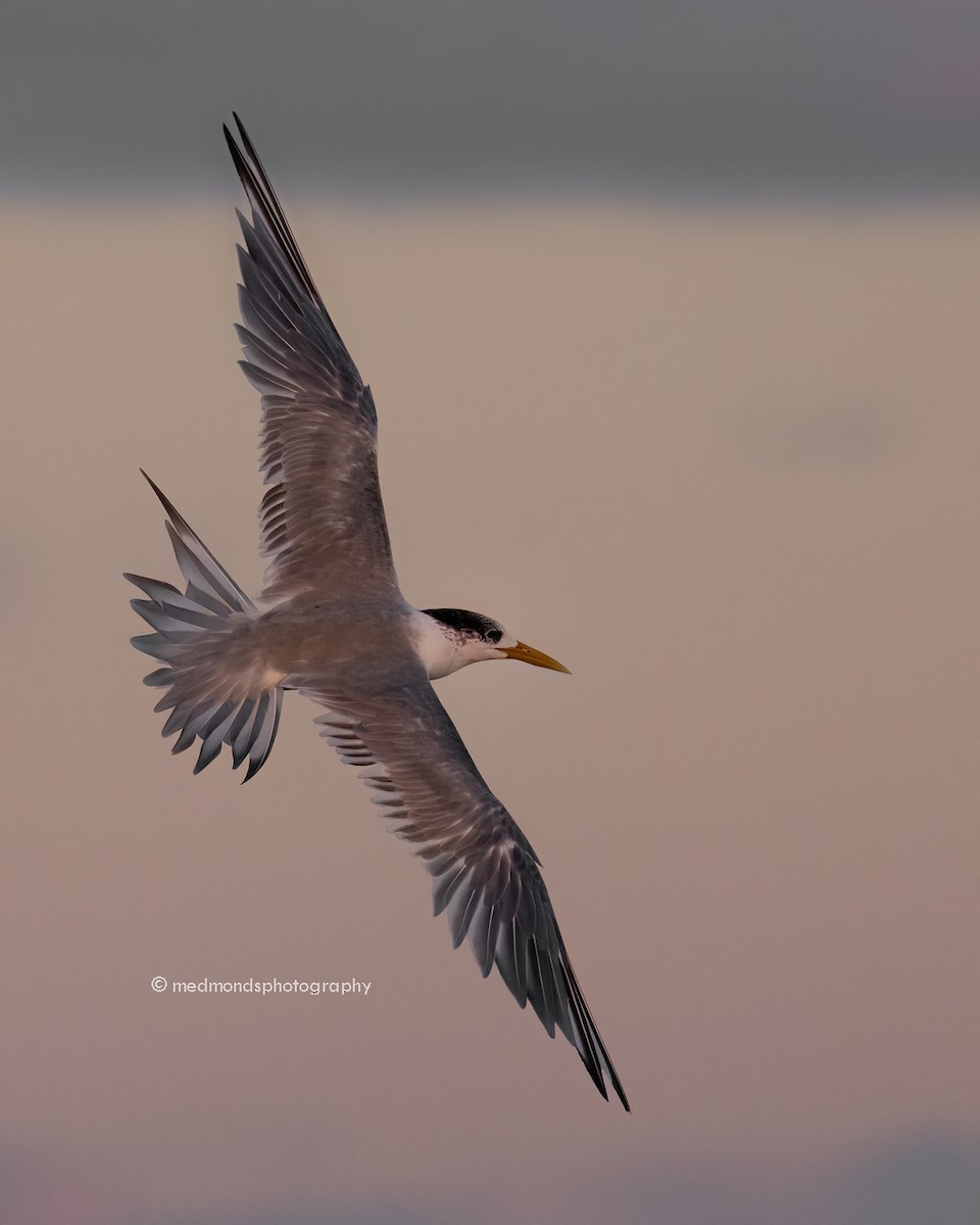 Great Crested Tern - ML620240989