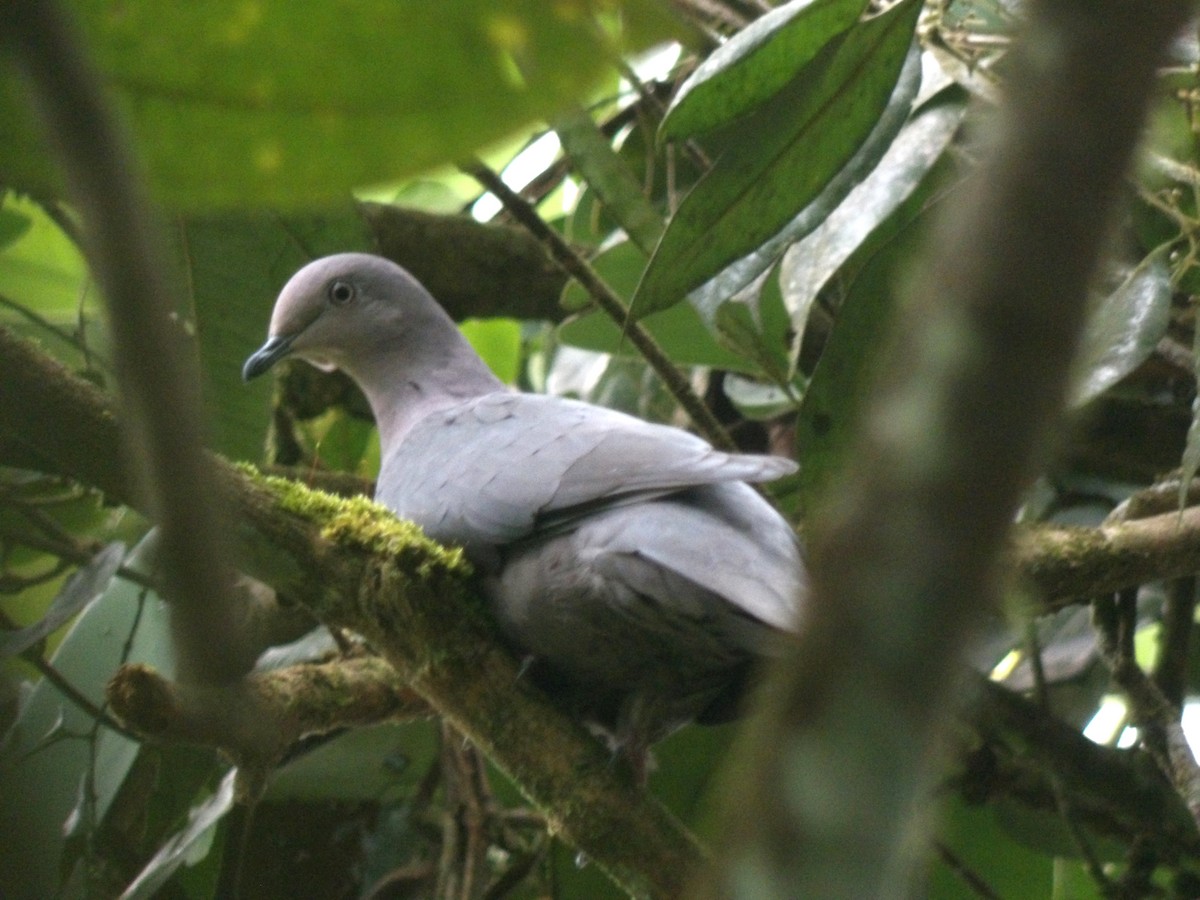 Pigeon plombé - ML620240990