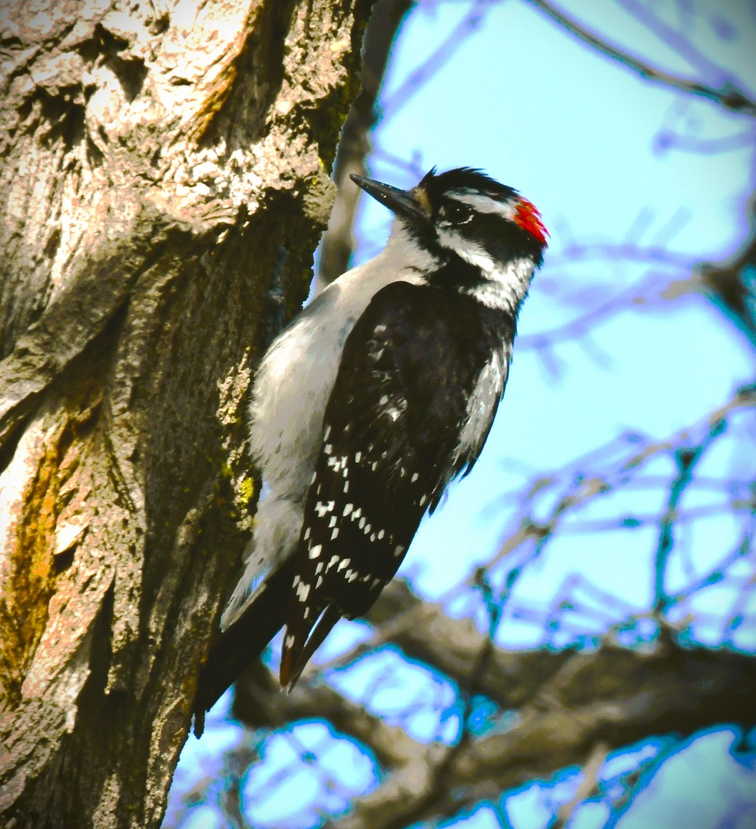 Downy Woodpecker - ML620240997
