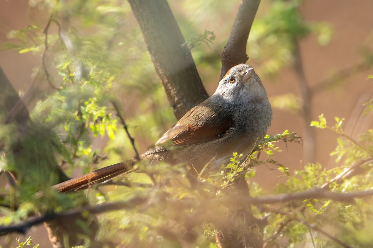 Sooty-fronted Spinetail - Gonzalo González Mora