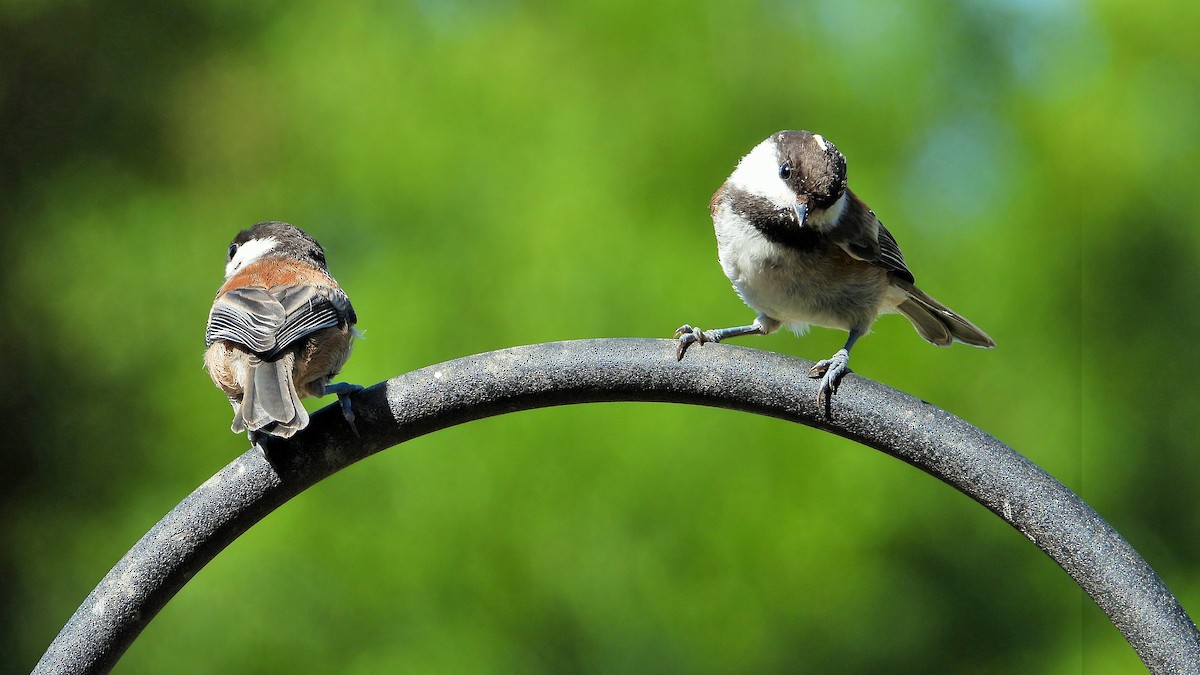 Mésange à dos marron - ML620241002