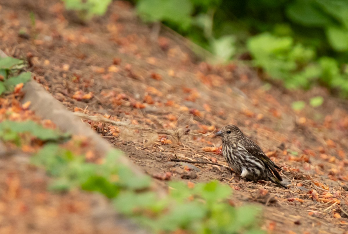 Pine Siskin - ML620241005