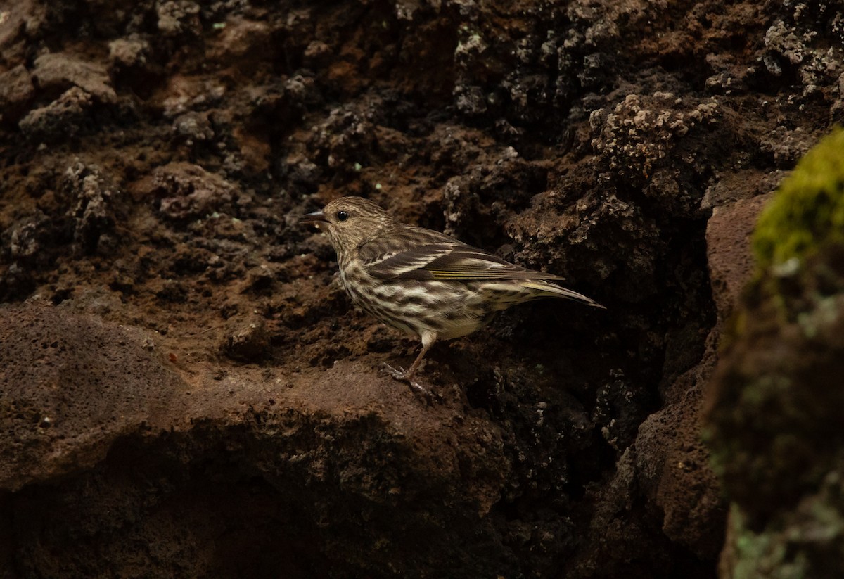 Pine Siskin - ML620241008