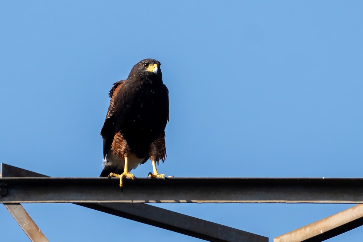 Harris's Hawk - ML620241019