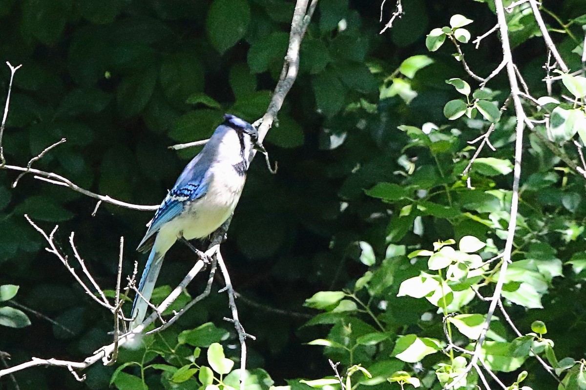 Blue Jay - ML620241023