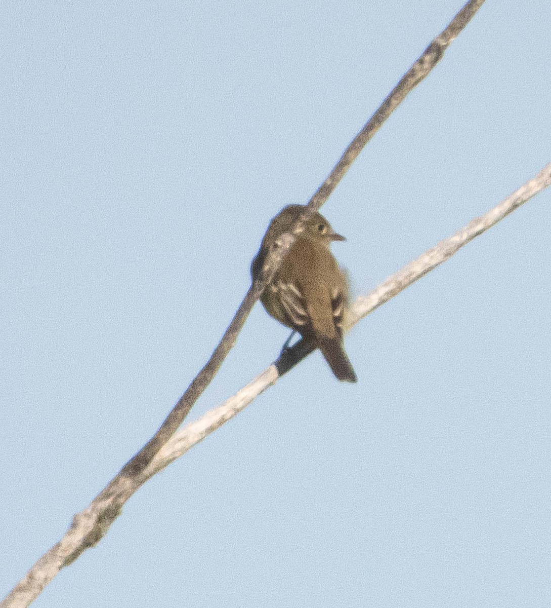 Alder Flycatcher - ML620241025