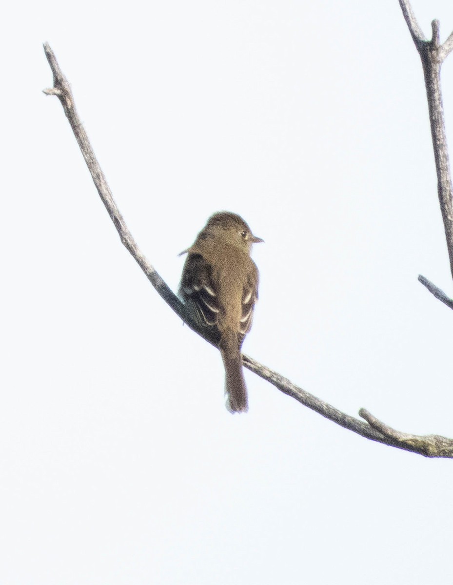 Alder Flycatcher - ML620241026