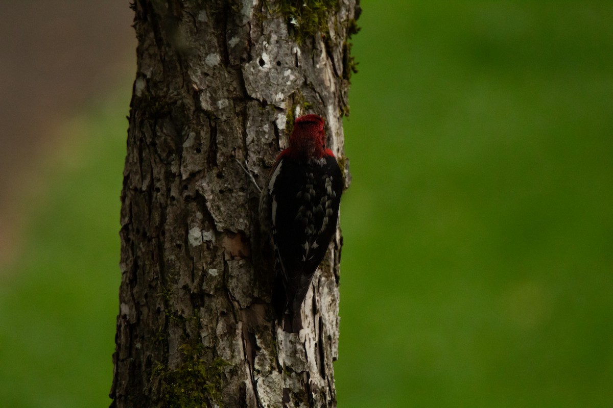 Red-breasted Sapsucker - ML620241035