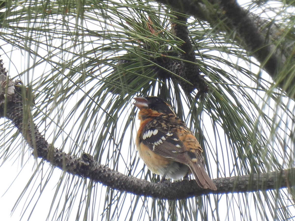 Black-headed Grosbeak - ML620241041