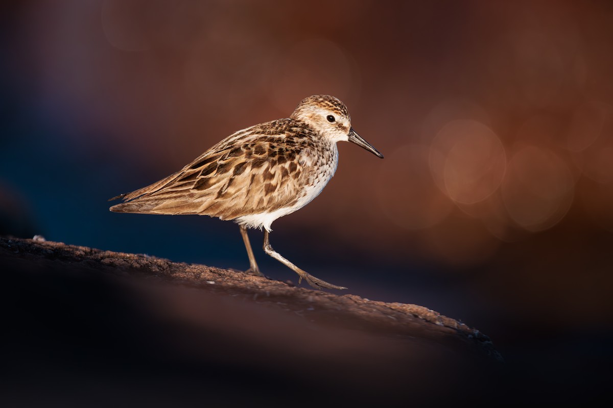 Semipalmated Sandpiper - ML620241045