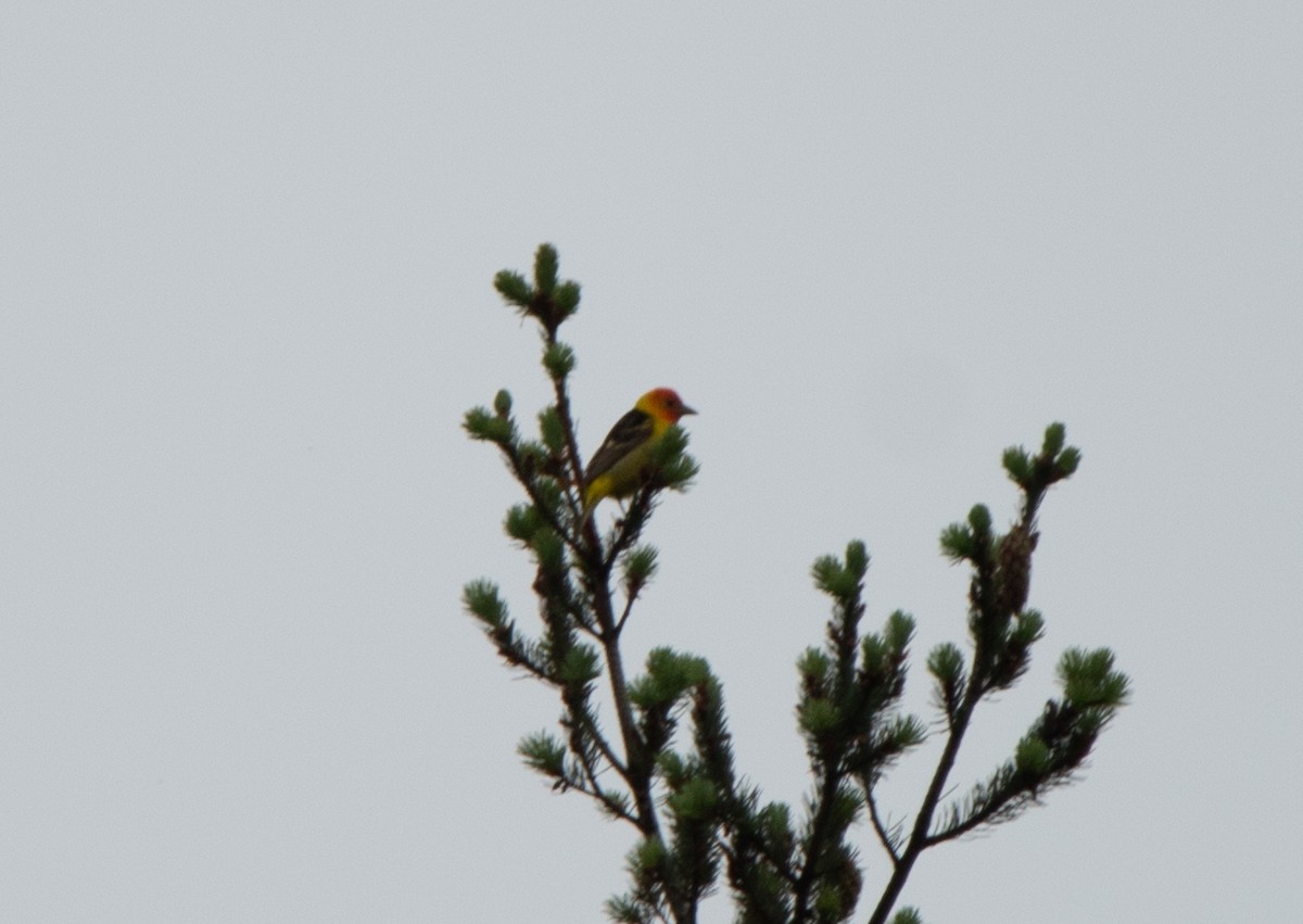 Western Tanager - ML620241056