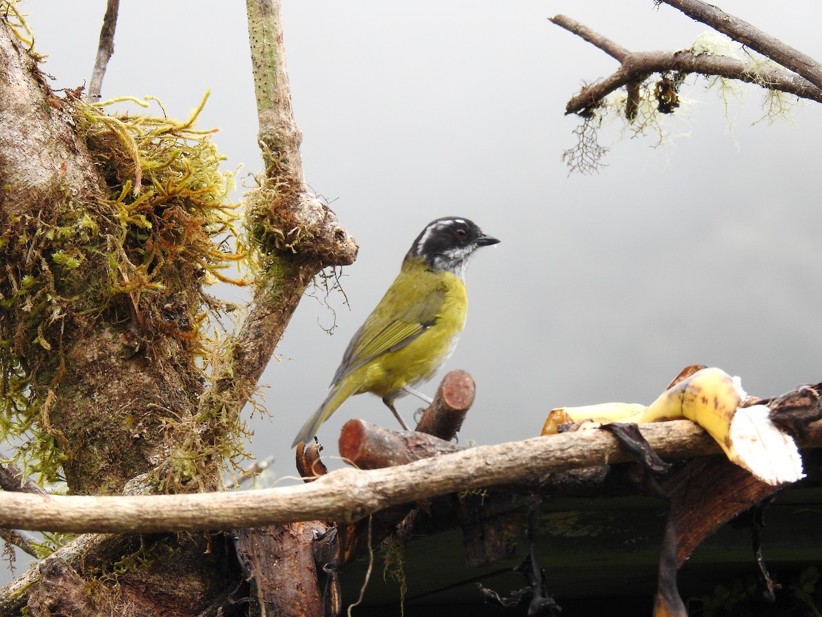 Sooty-capped Chlorospingus - ML620241060