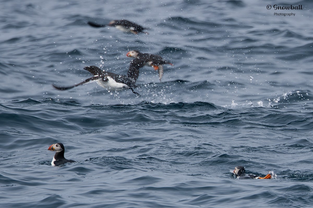 Atlantic Puffin - ML620241066