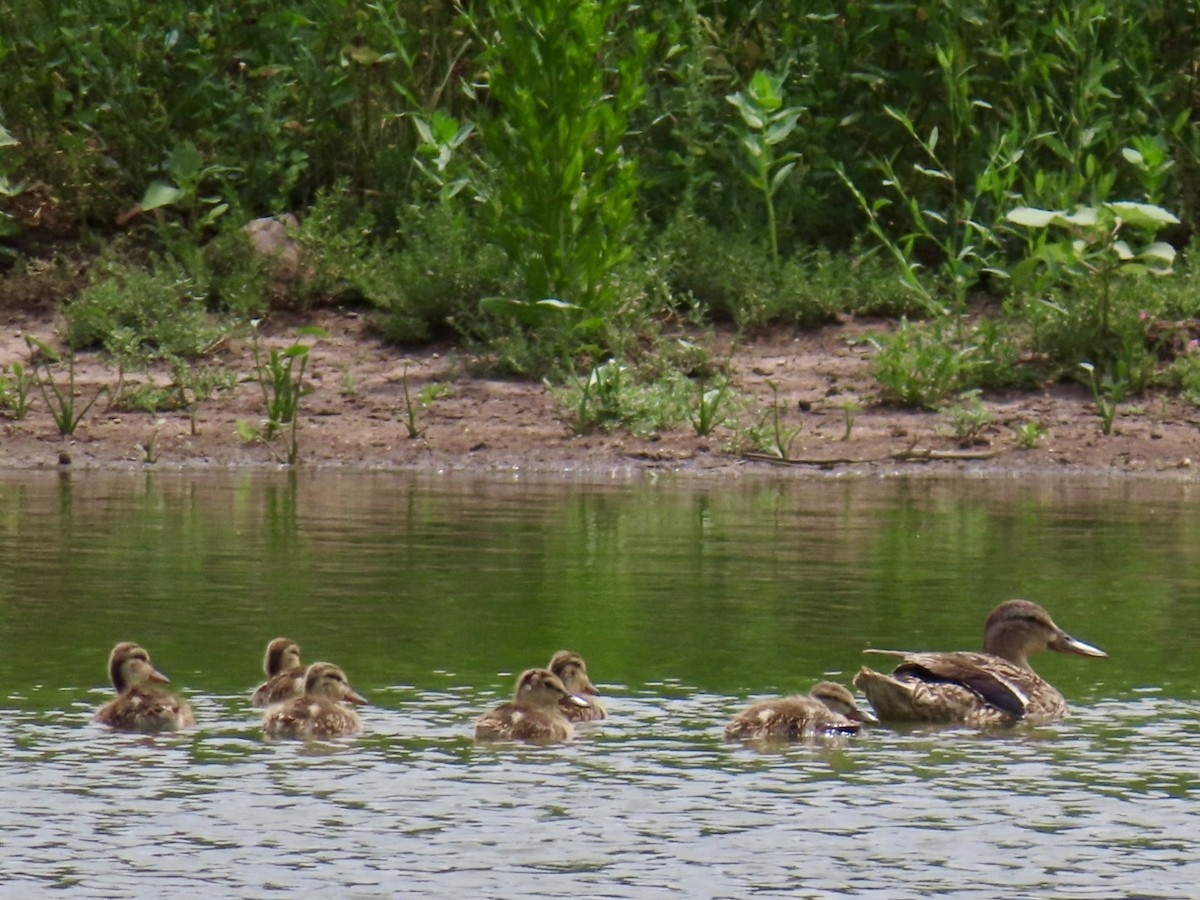 Canard colvert - ML620241072