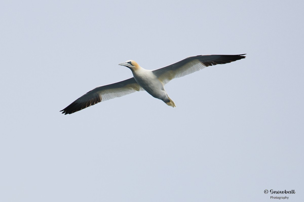 Northern Gannet - ML620241077