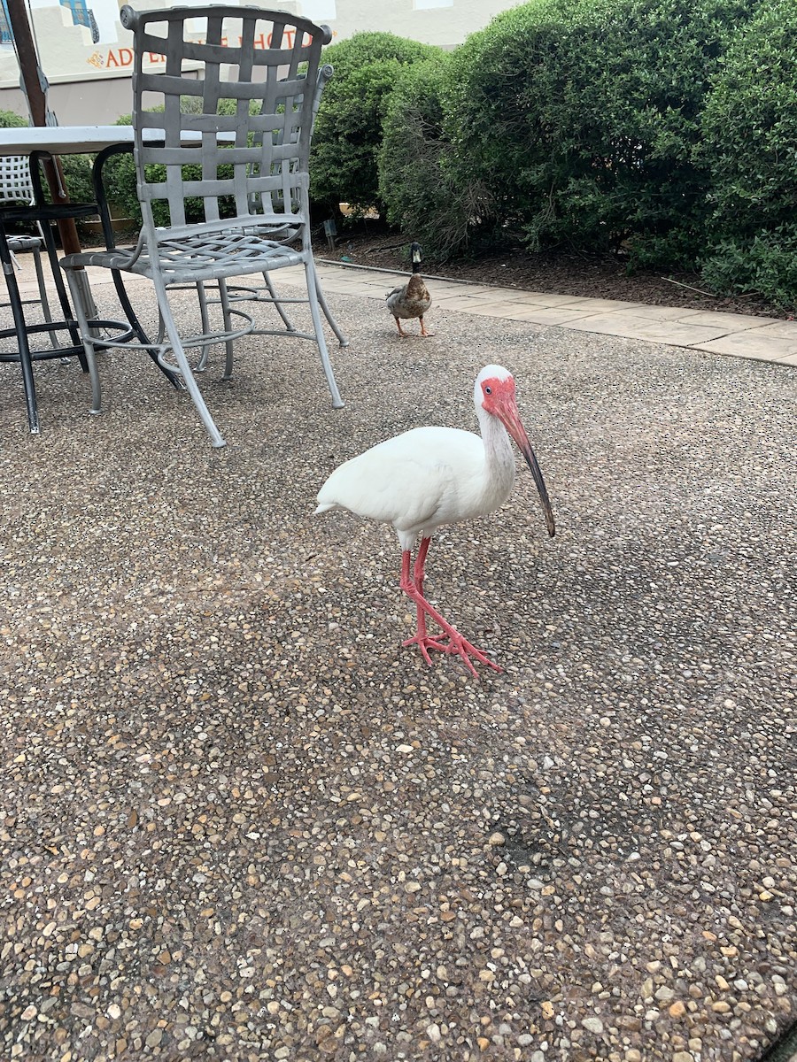 White Ibis - Heather May