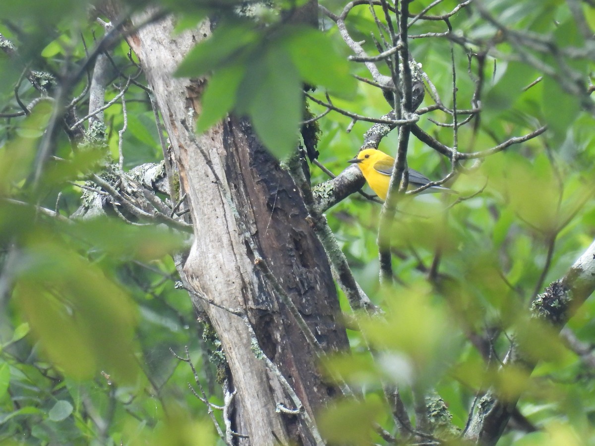 Prothonotary Warbler - ML620241089