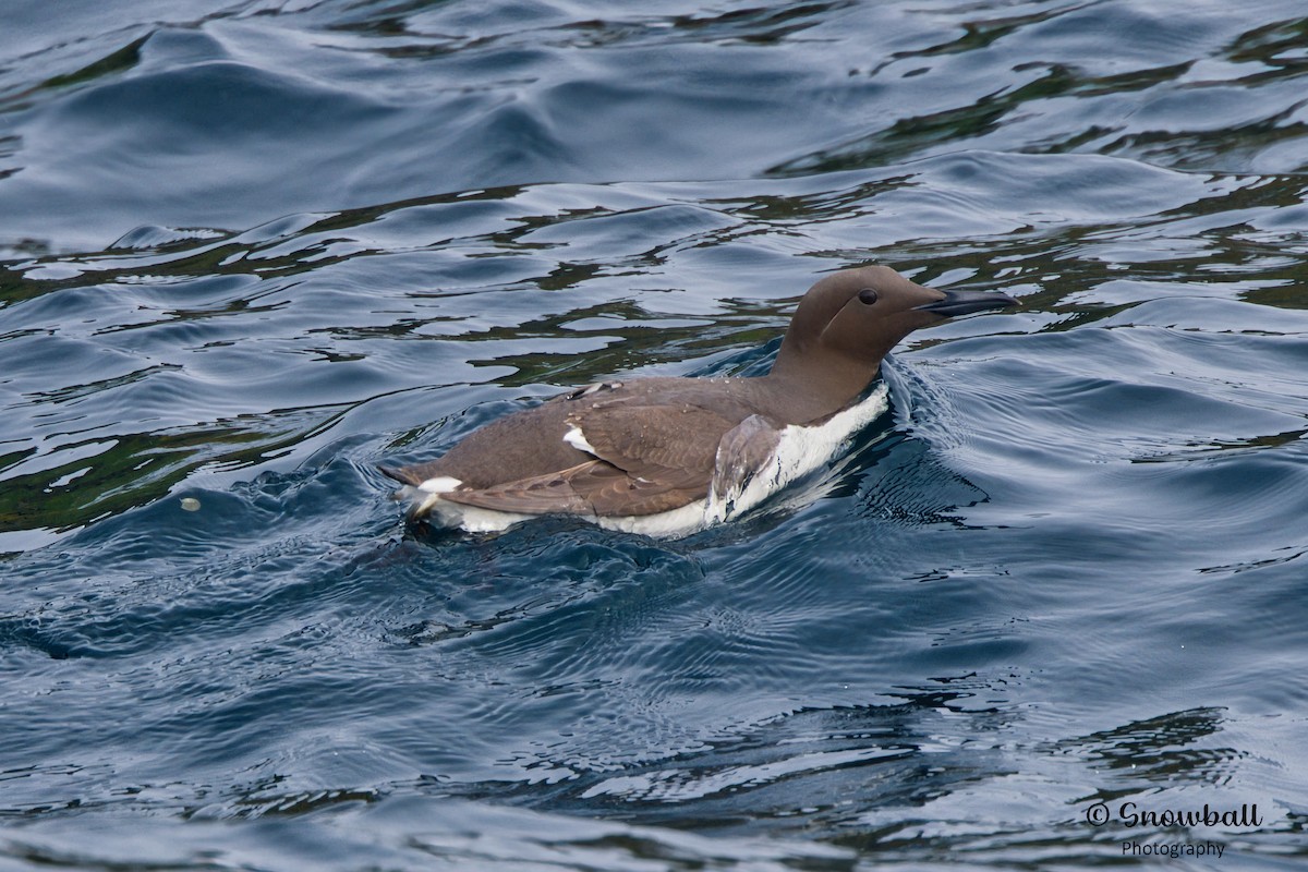 Common Murre - ML620241090