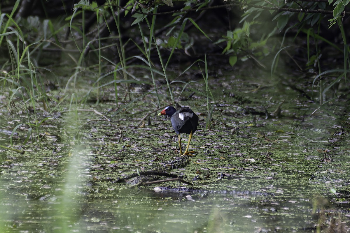 Purple Gallinule - ML620241092