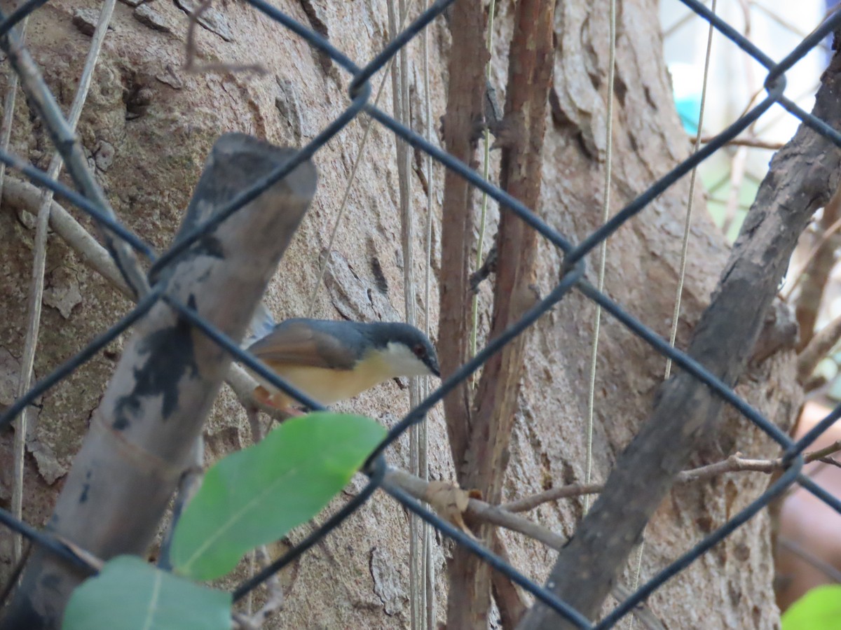 Prinia cendrée - ML620241094