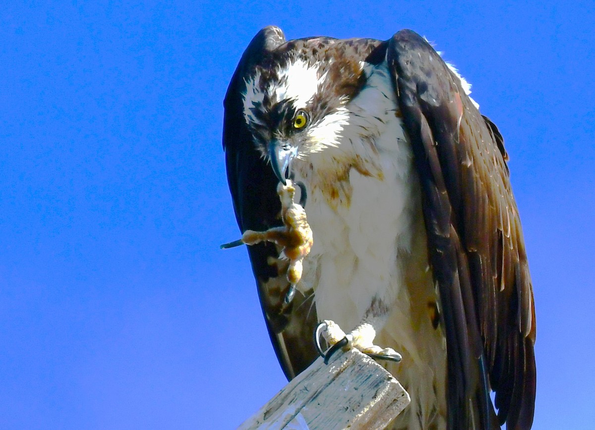 Águila Pescadora - ML620241095