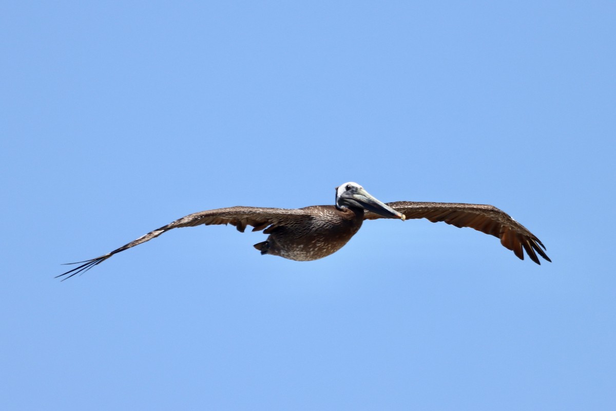 Brown Pelican - ML620241098