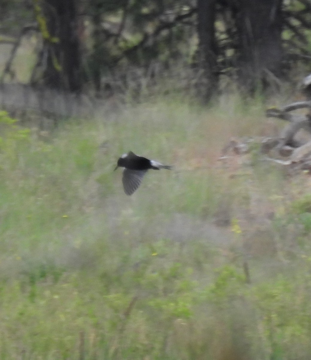 Black Tern - ML620241105