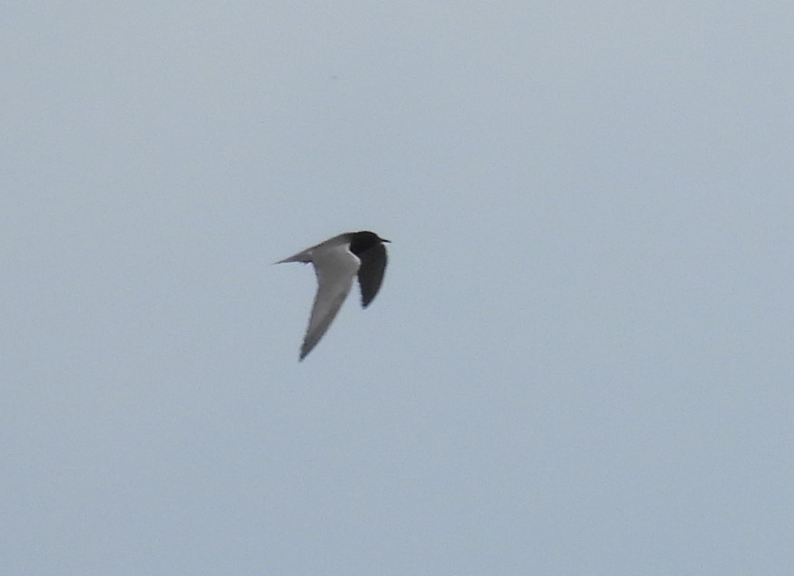 Black Tern - ML620241106