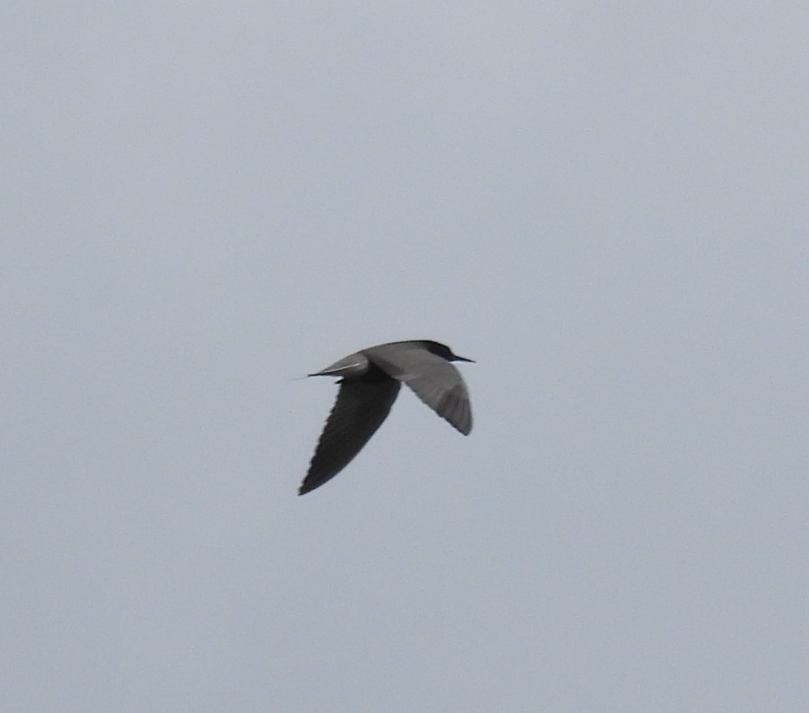 Black Tern - ML620241107