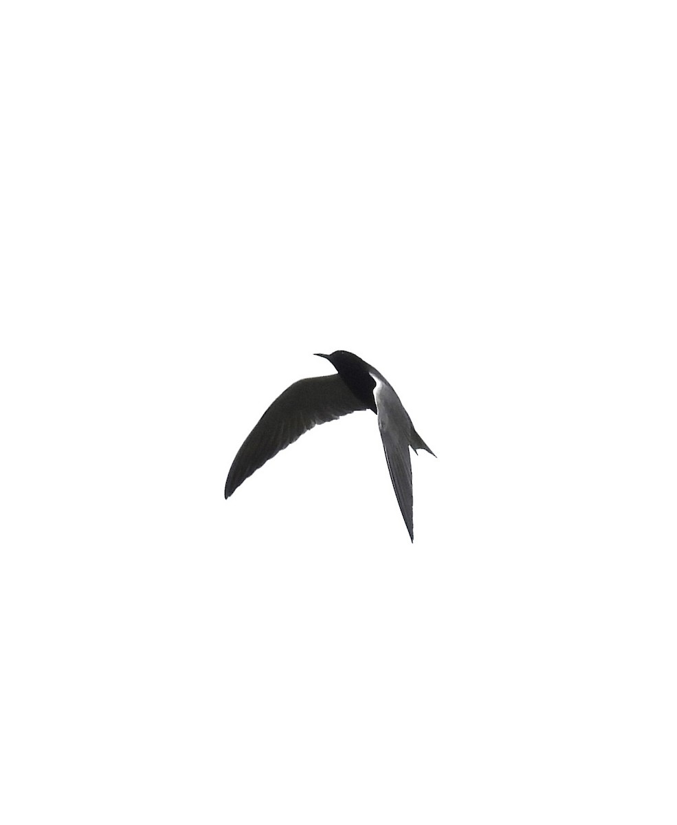Black Tern - ML620241108