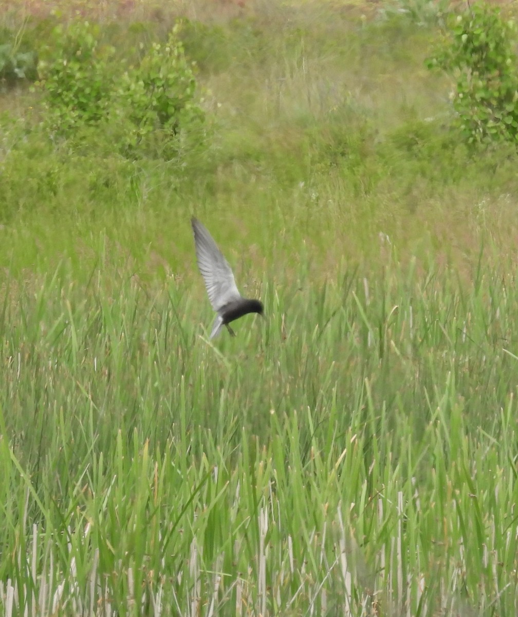 Black Tern - ML620241109