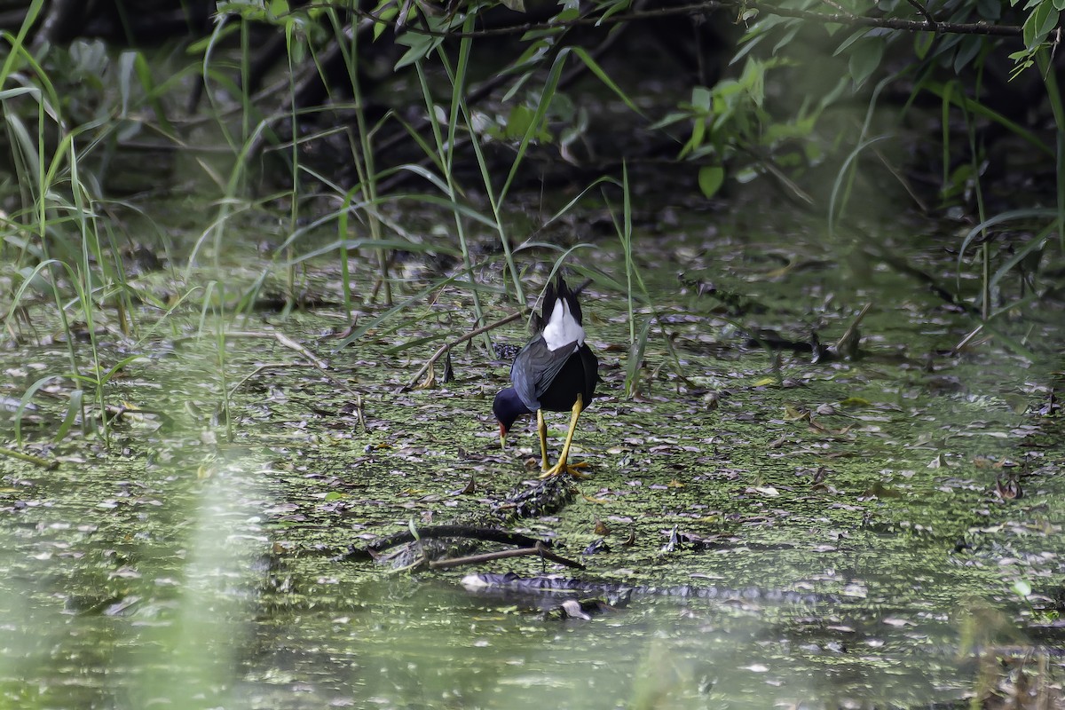 Purple Gallinule - ML620241112