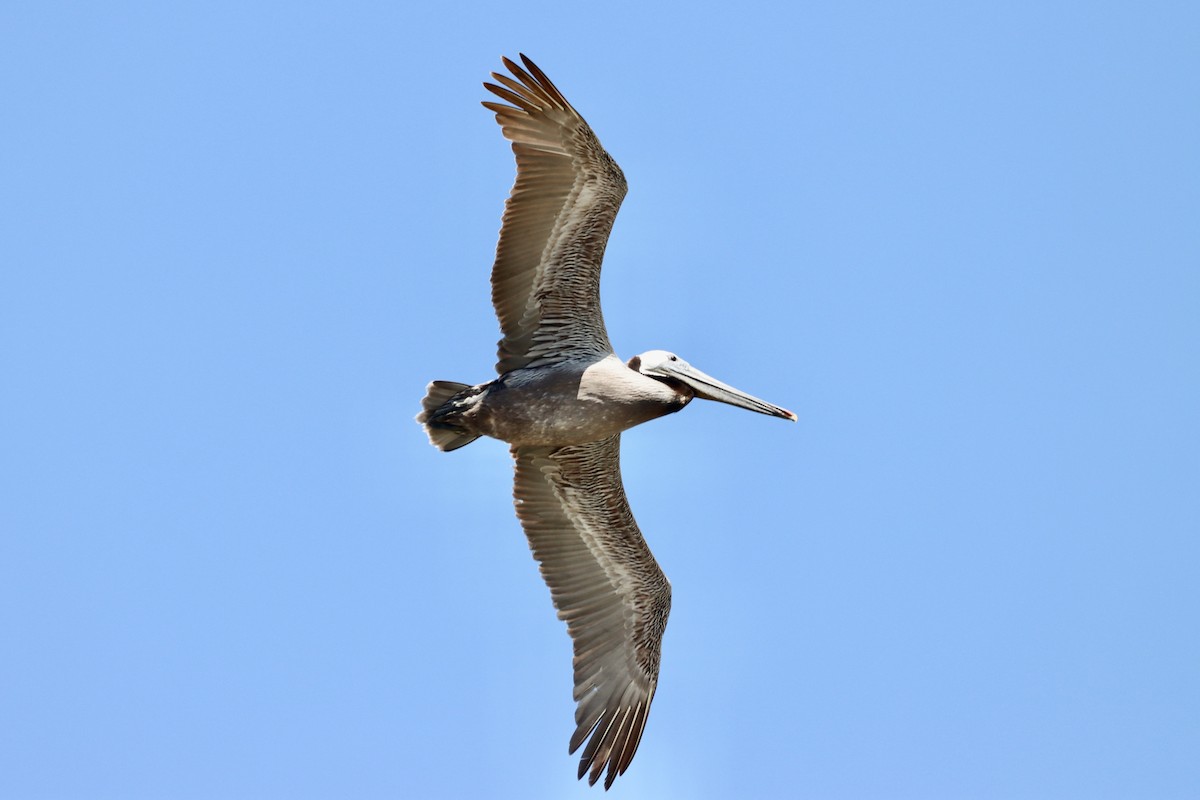 Brown Pelican - ML620241118